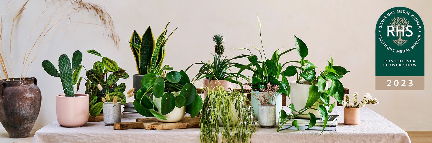 Beards & Daisies banner