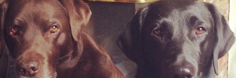 CobhamPetServ's profile banner image