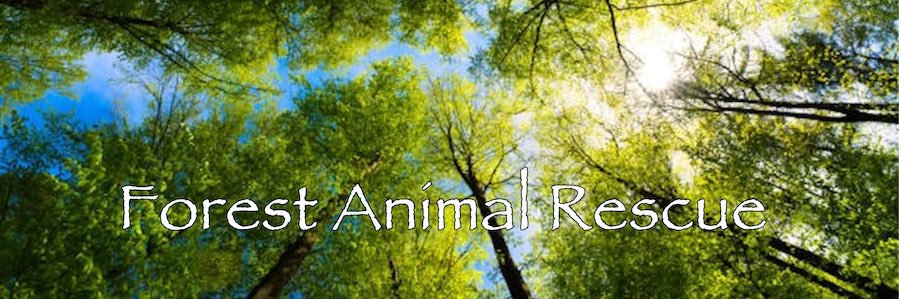 ForestAnimalRes's profile banner image