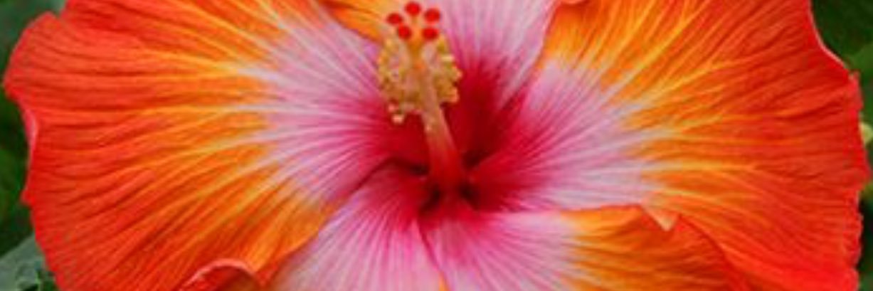 PLAndersonJr's profile banner image