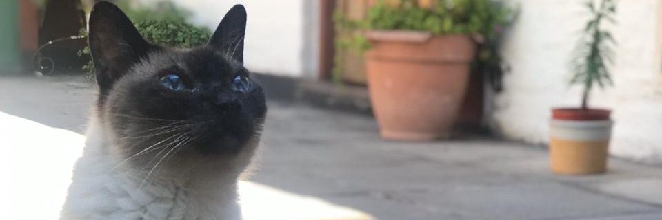 florrdeandres's profile banner image