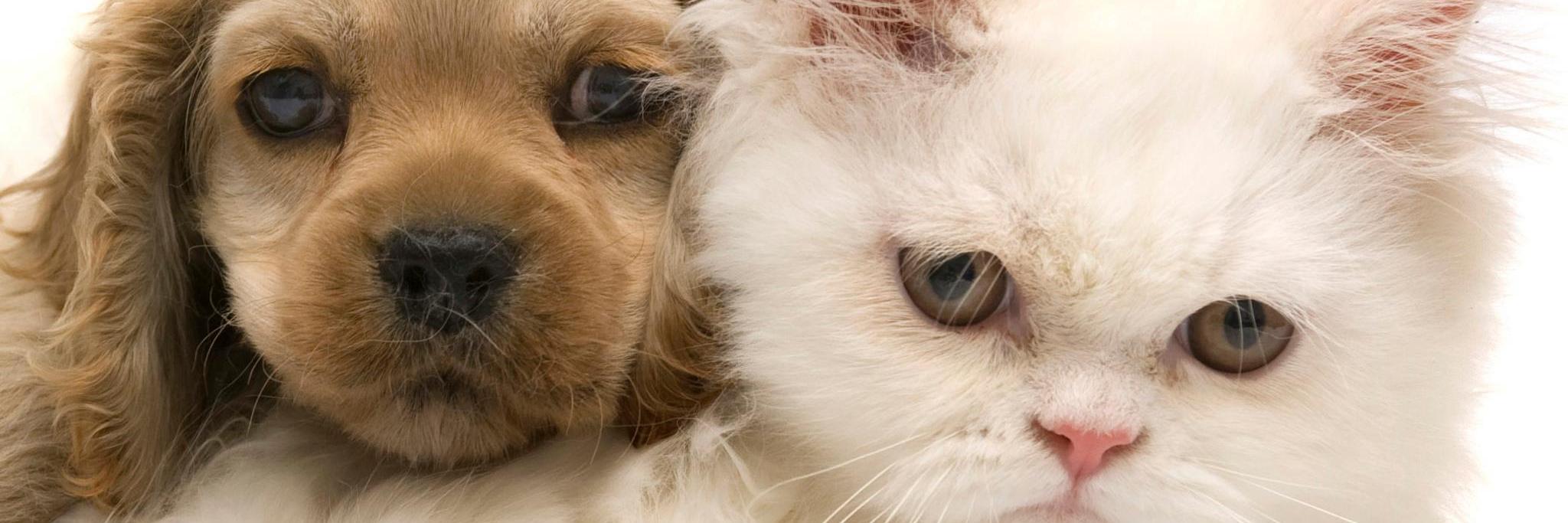 PawsPurrsBark's profile banner image