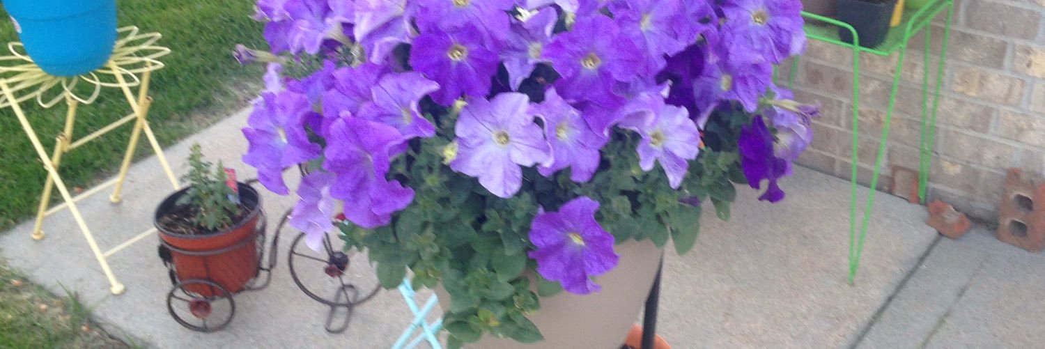 JennyMosher4's profile banner image