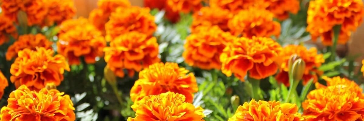 kkbashwoe's profile banner image
