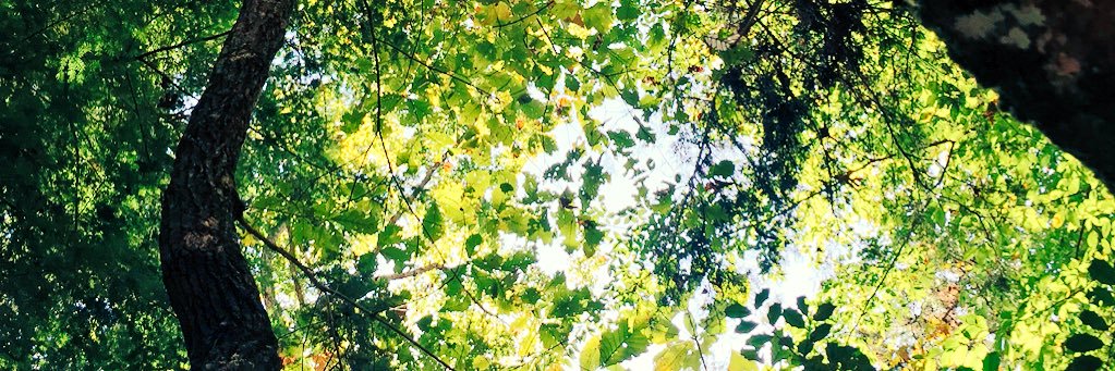 Tabitha Barber Odom, NBCT banner