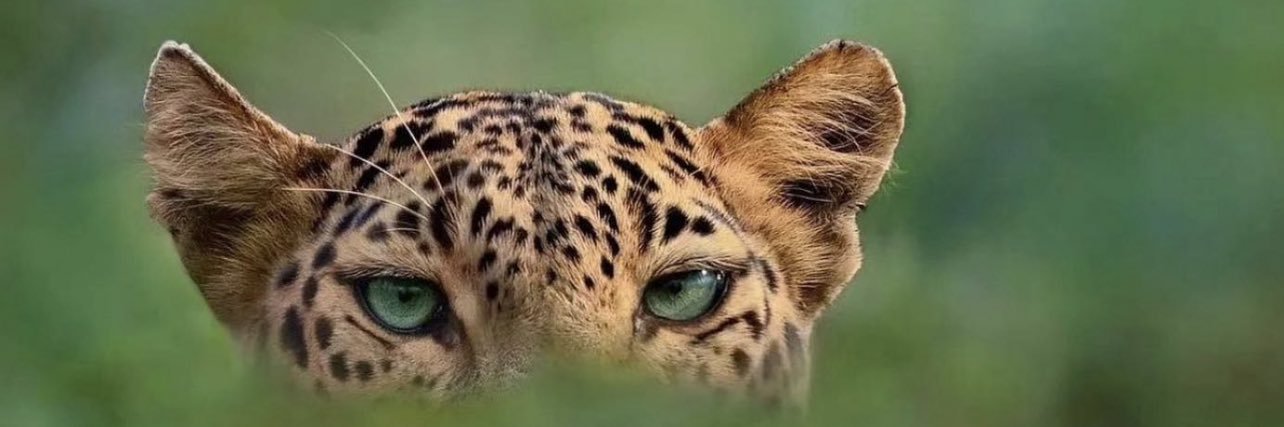 taakatoni's profile banner image