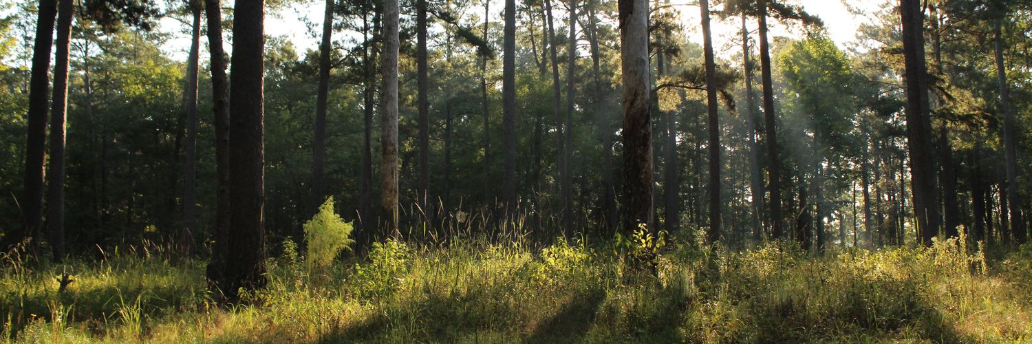 molly_chamblee's profile banner image