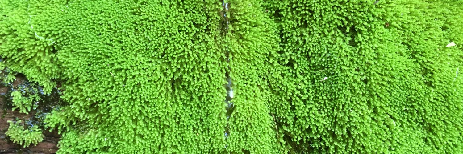 bibisk_'s profile banner image