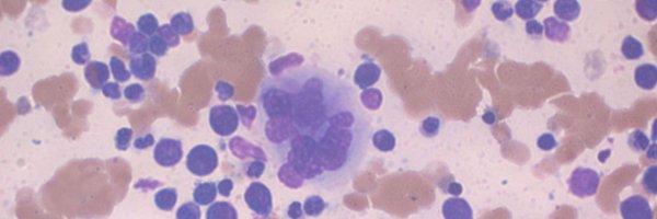 HaemOnc Profile Banner