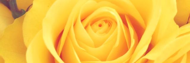 LauraWillox's profile banner image