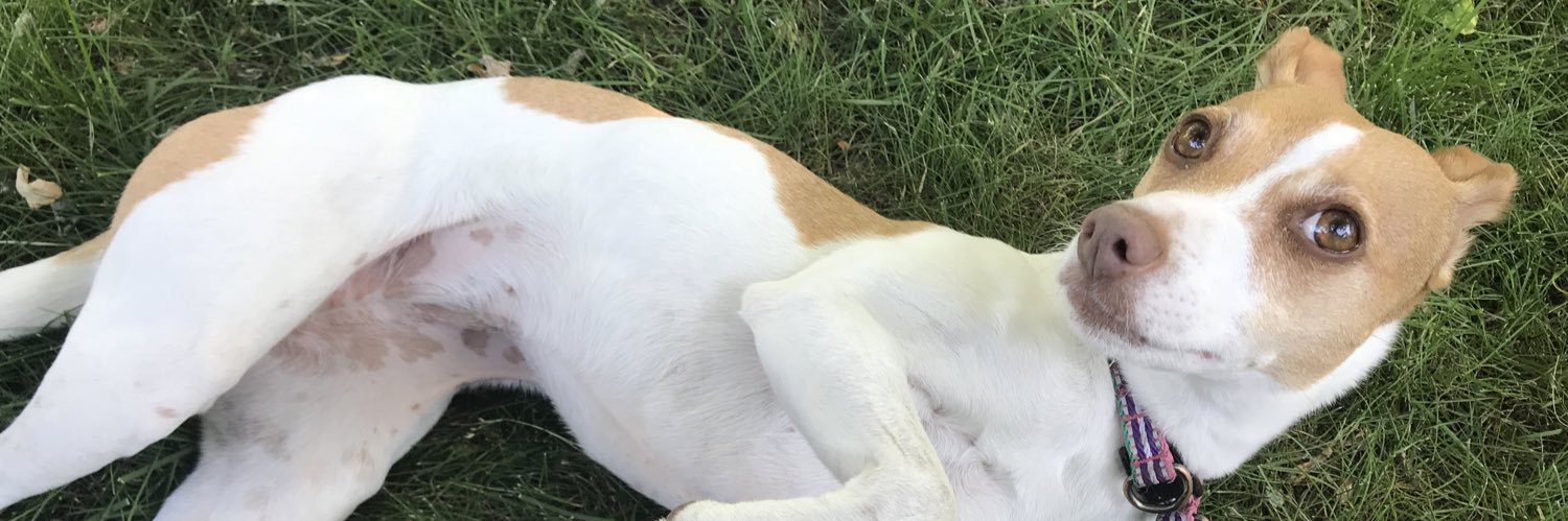 RachelEBouman's profile banner image