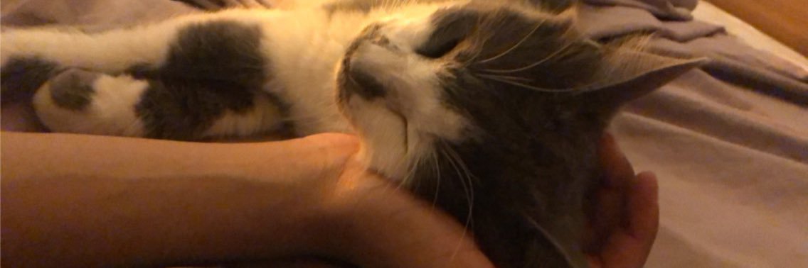 𝖕𝖆𝖔 ♡ banner