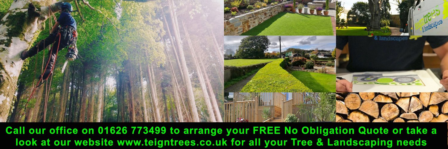 teigntrees's profile banner image