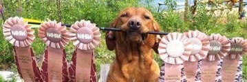 hprworkingdogs's profile banner image