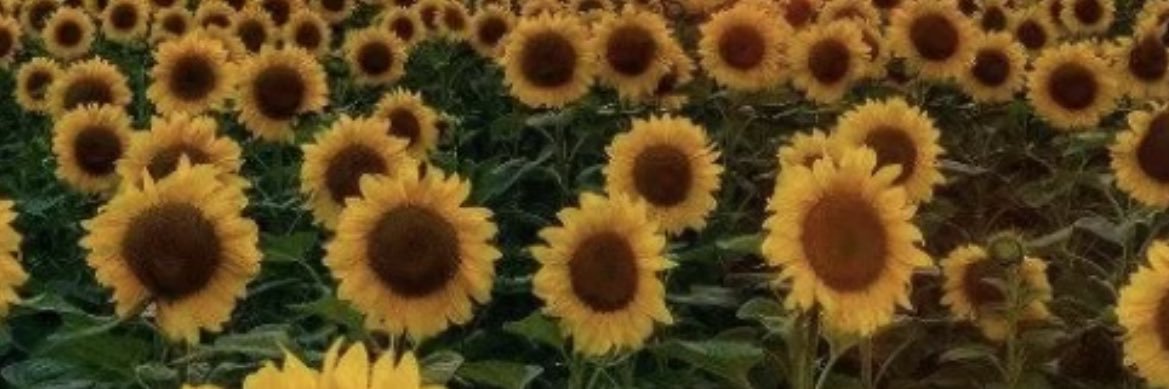 Diegocaillat's profile banner image