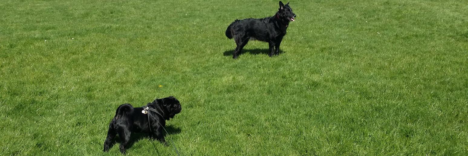 DougPug1's profile banner image