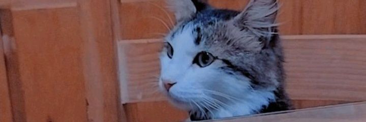 paz512's profile banner image