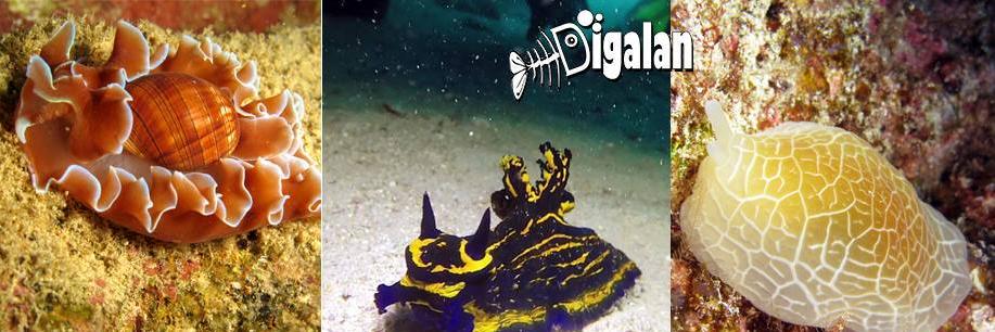 DigalanDiver's profile banner image