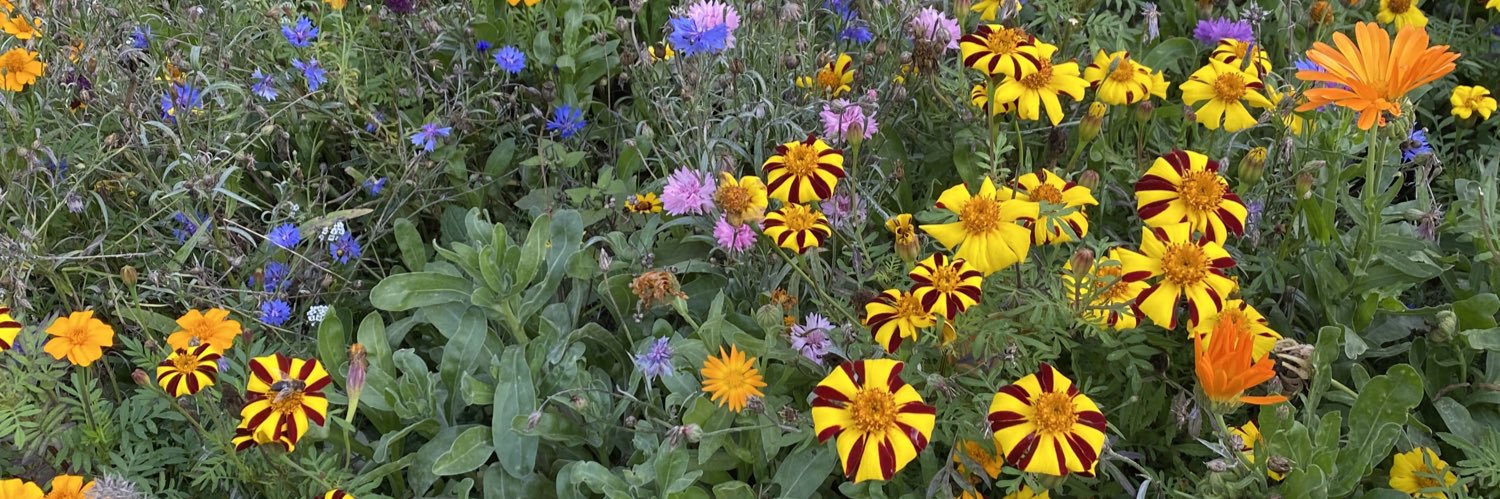 Fiona Lensvelt banner