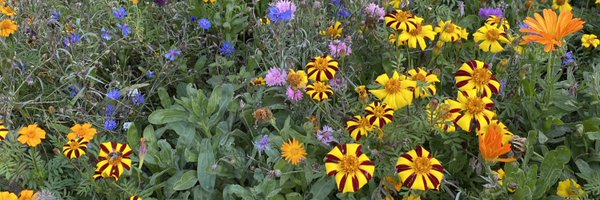 FionaWilson_ Profile Banner