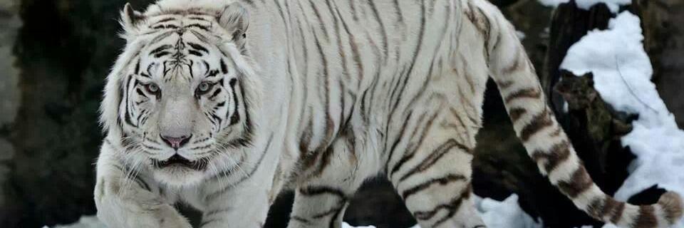 RodrigoGarcia00's profile banner image