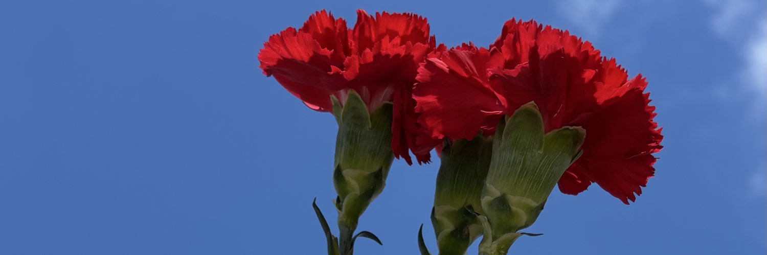 chaoticbea's profile banner image