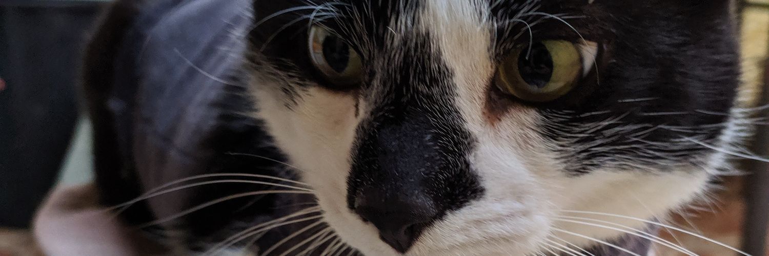 stépsspsss 🐈 banner