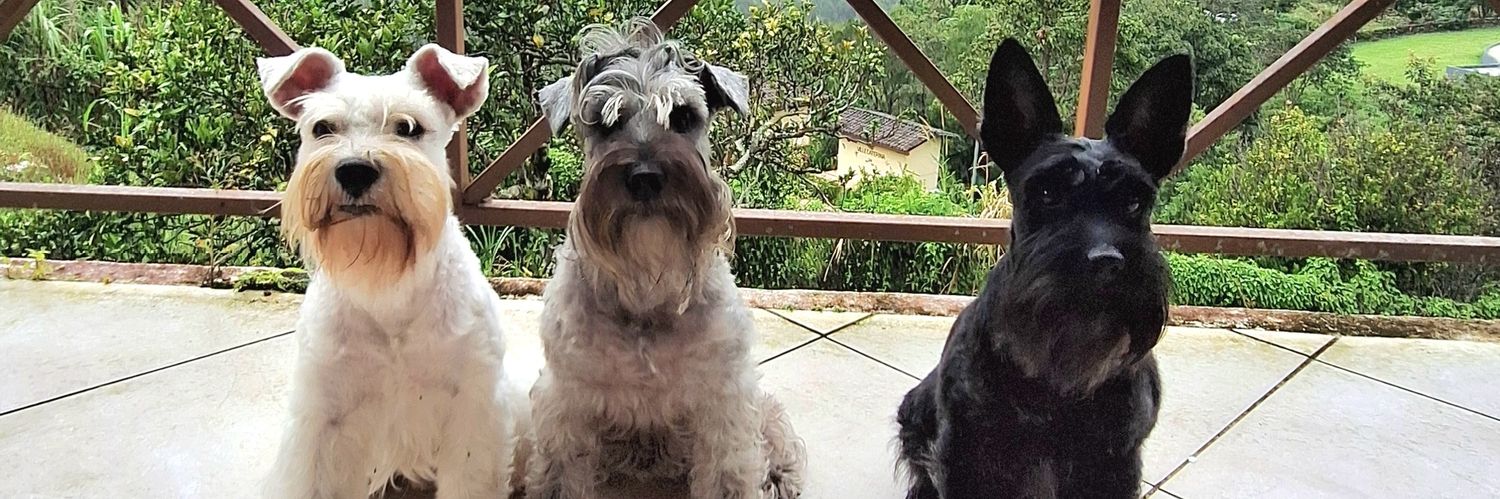 Alexandra Miranda banner