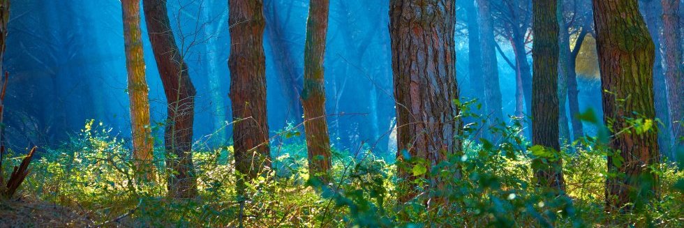 Psicología Sevilla banner