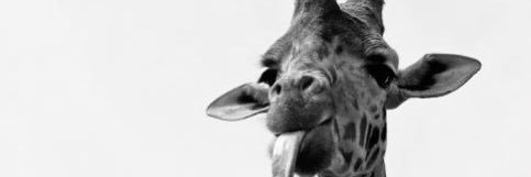 naomicrtz's profile banner image