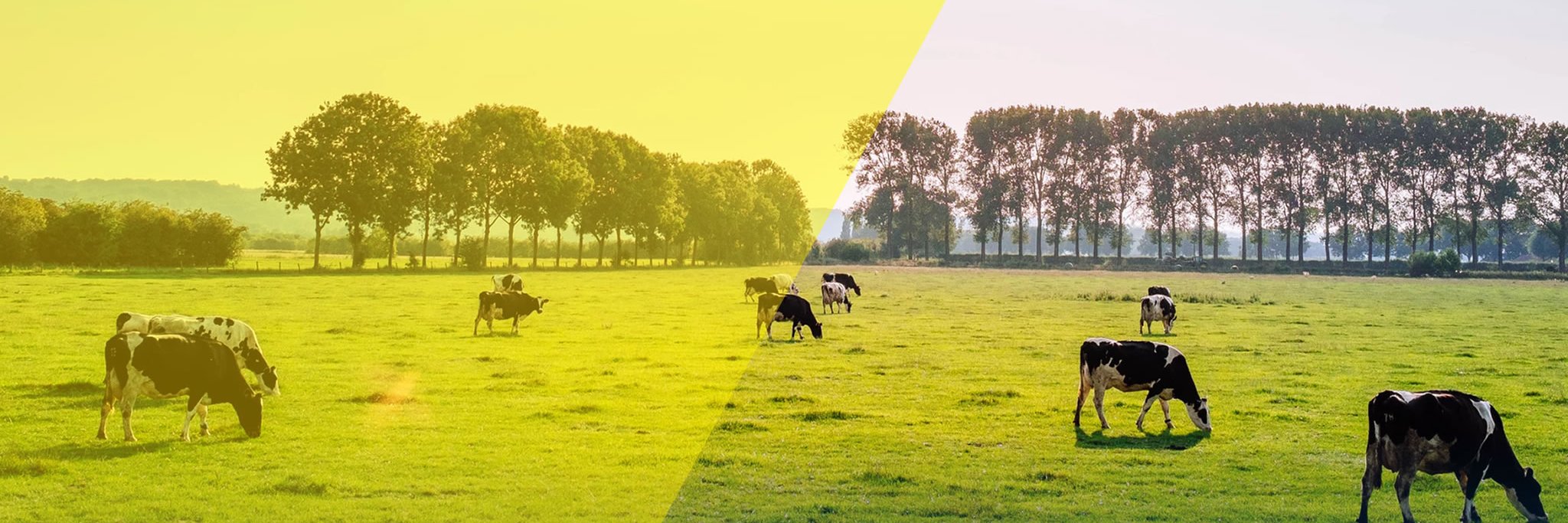 BilanxAgro's profile banner image