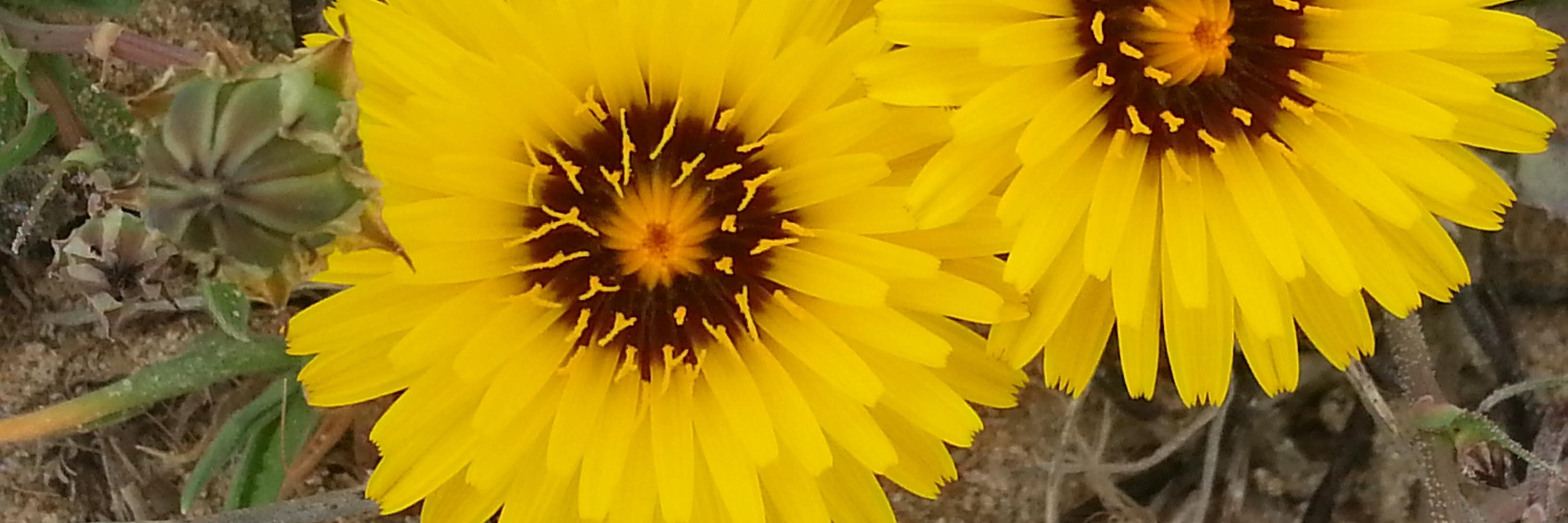 marylenear's profile banner image