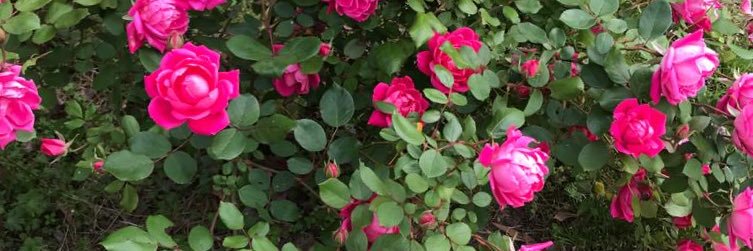 millier71's profile banner image