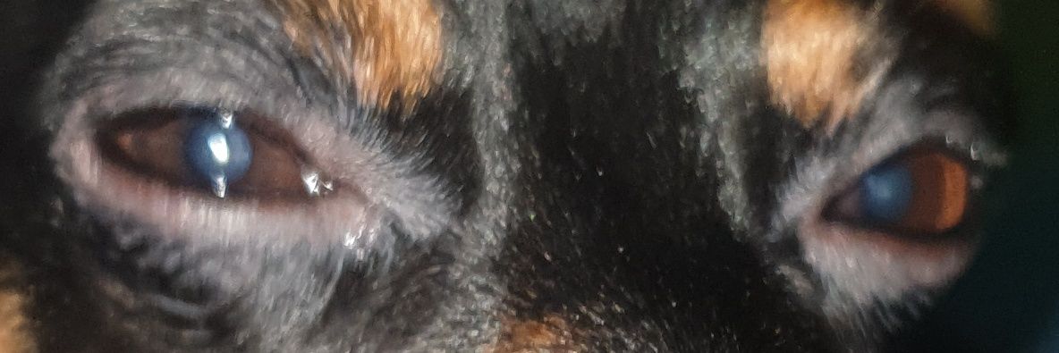 osquiworld's profile banner image
