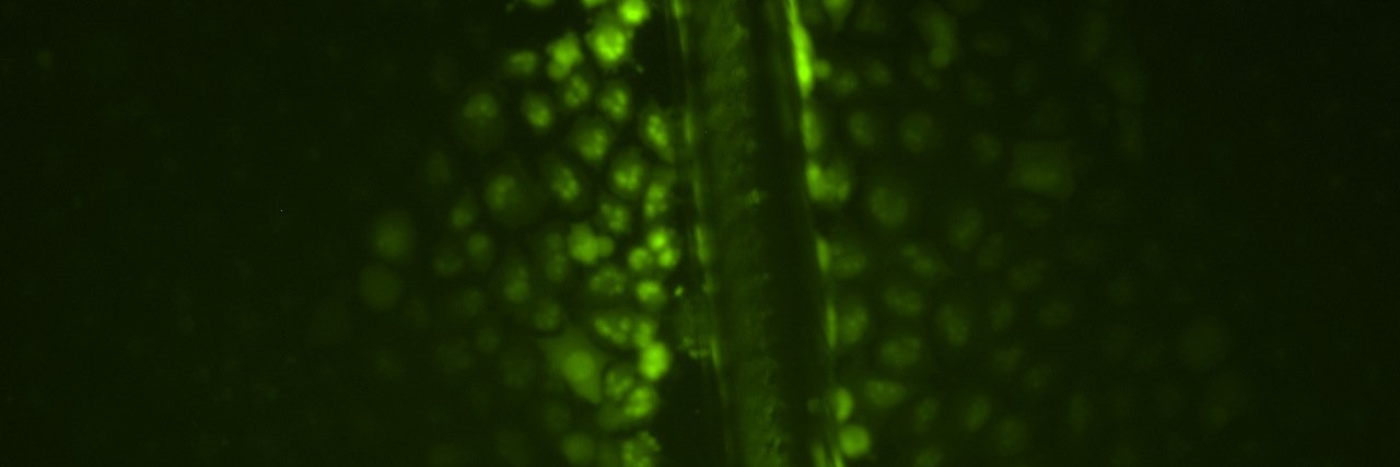 ScienceXpression banner