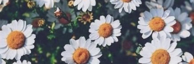 nmxtex's profile banner image