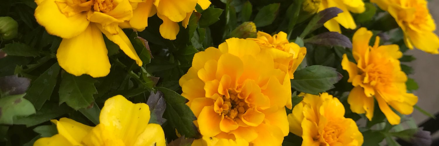 jaswdw's profile banner image