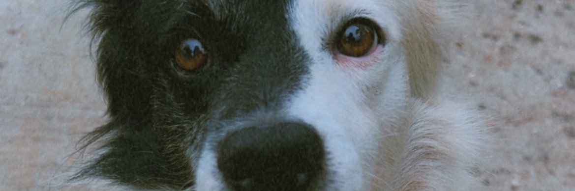 Lauri_Yulieth's profile banner image