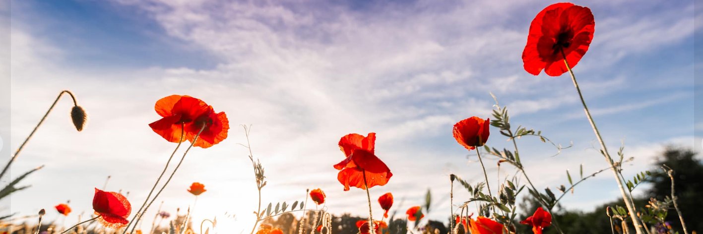 Michelle  Darga banner