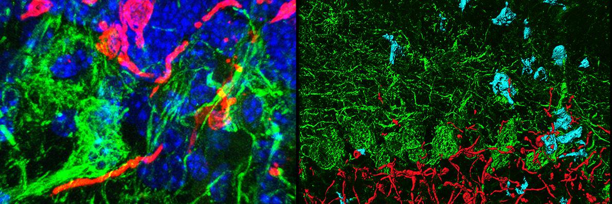 Biology at Rowan banner