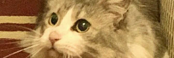 Andreuchin's profile banner image