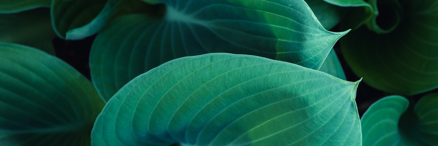 M N D F L banner