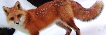 MycRedFox's profile banner image