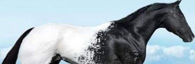 pprasser_'s profile banner image