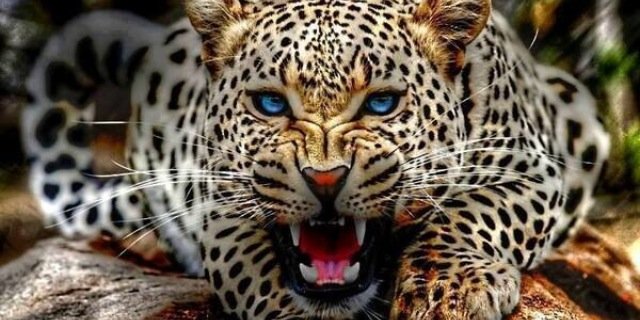 f_Alv's profile banner image