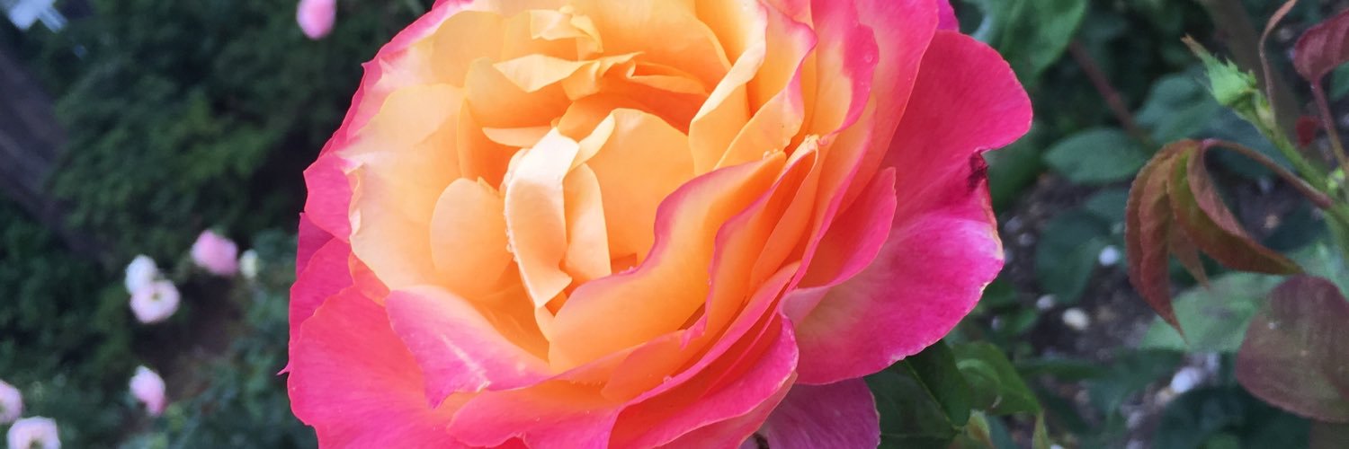 RobynCisar's profile banner image