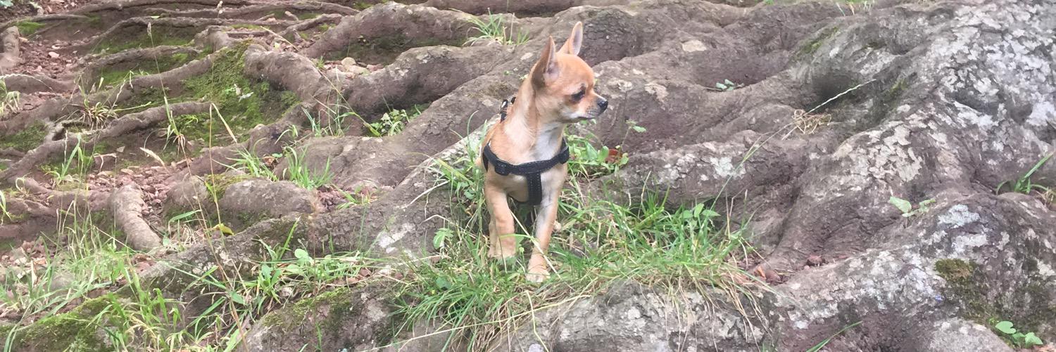spuddypuppy's profile banner image