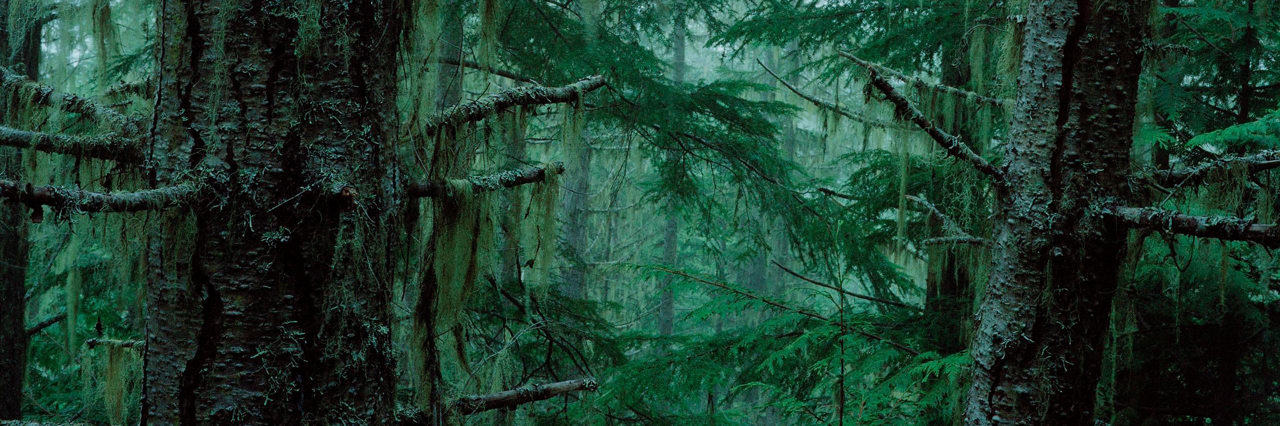 wildseekers's profile banner image