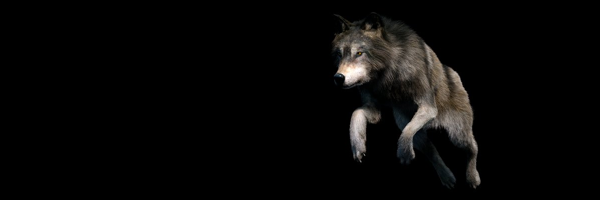 tanhwolf's profile banner image