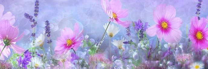 vanevi26's profile banner image